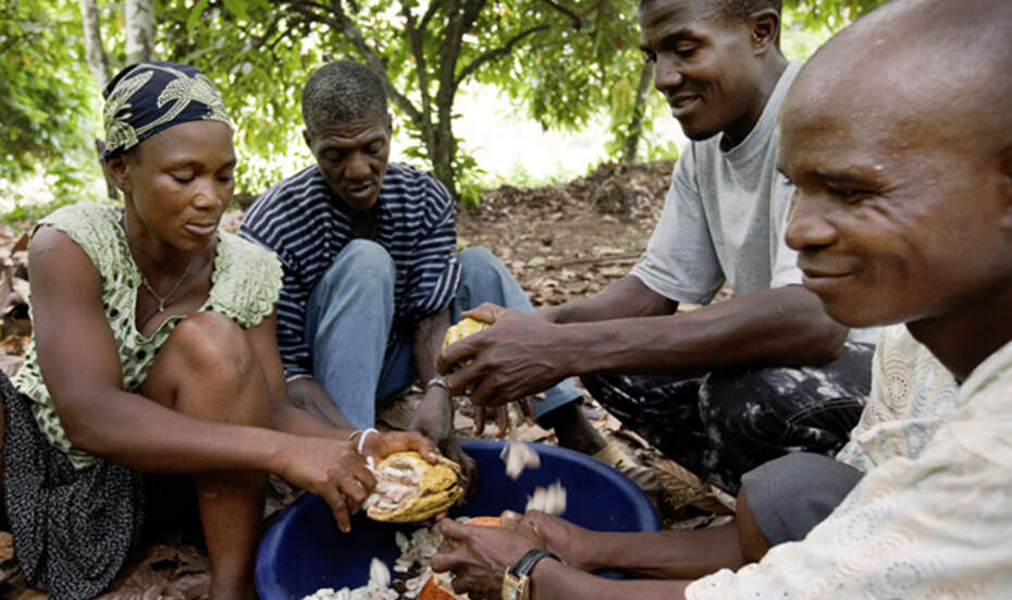 Sierra Leone: Organic Cocoa