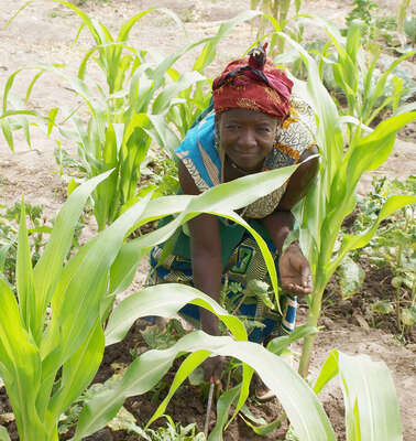 Burkina Faso, Produktion landwirtschaftlicher Produkte in Dissin und Ouessa, Burkina Faso, agricultural production, Dissin and Ouessa