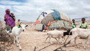 2018-klimafluecthlinge-hirten-somaliland_C_Thomas-Rommel-hires.jpg Eine Frau und Kinder mit mehreren Ziegen in einer kargen Dürre-Landschaft