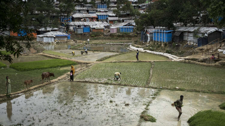 Rice paddies in Rohingya refugee camp Hakimpara, Bangladesh, August 2018.