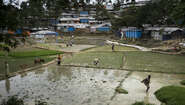 Rice paddies in Rohingya refugee camp Hakimpara, Bangladesh, August 2018.