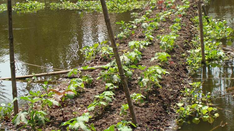 Especially spinach, okra, turmeric, potatoes and amaranth grow well on the floating gardens.