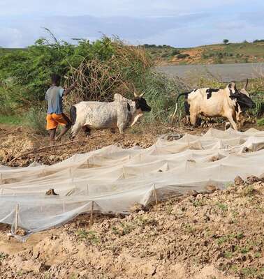 Ein Bauer baut Bohnen an in Farafangana, Madagaskar