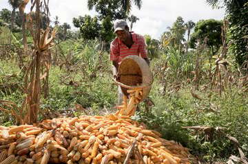 Ein Kleinbauer erntet Mais, Haiti.