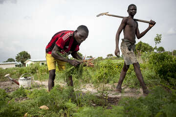 Teofil Ngaizoui harvesting carrots. 