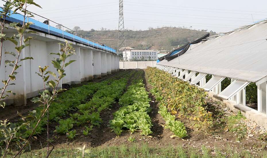 Around the capital city of Pyongyang, Welthungerhilfe is working in seeding centres and agricultural cooperatives