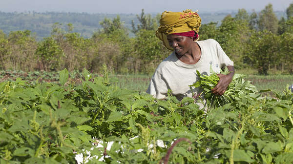 Frau bei der Gemüseernte in Burundi.