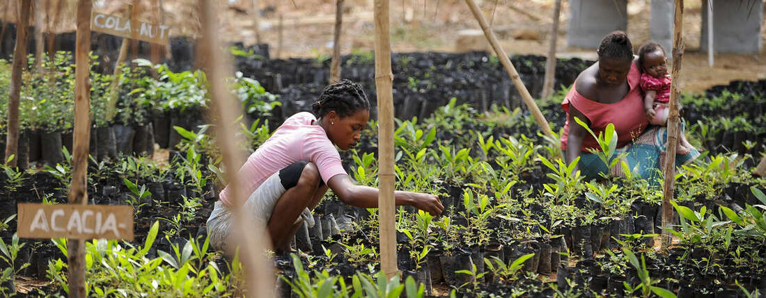 Afrika Sierra Leone WAPFor Projekt der Deutschen Welthungerhilfe