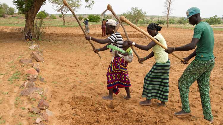 Small holders at work.