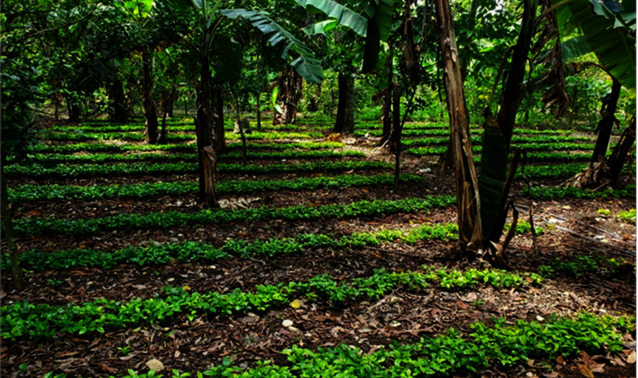 Coffee nursery in the Dominican Republic