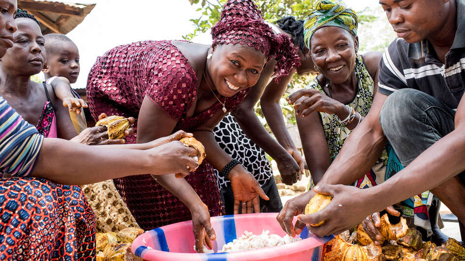 Kakaobauern in Sierra Leone bei der Arbeit: Nachdem die reifen Früchte geerntet wurden, werden sie mit einem Stock aufgebrochen, die Kakaobohnen herausgenommen und gesammelt.