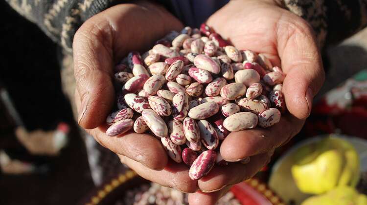 Zwei Hände gefüllt mit Bohnen, Tadschikistan 2021.