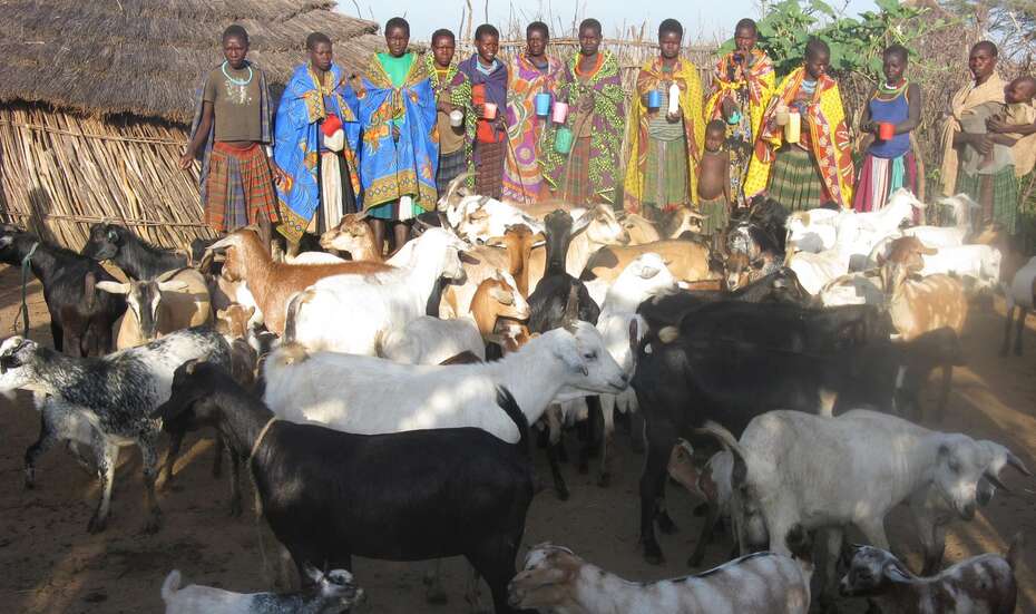 Women’s groups care for the goats together. This is a novelty in Karamoja, where animals traditionally belong to the men.