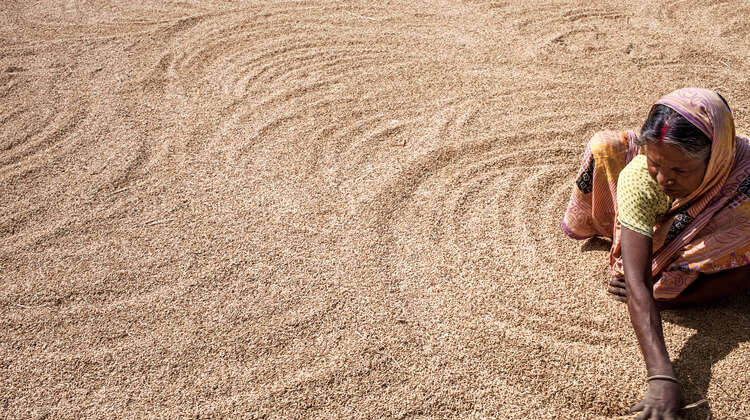 A woman spreading out rice on the ground