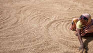 A woman spreading out rice on the ground