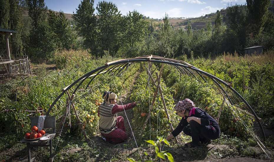 Kleinbäuerinnen arbeiten auf dem Feld.