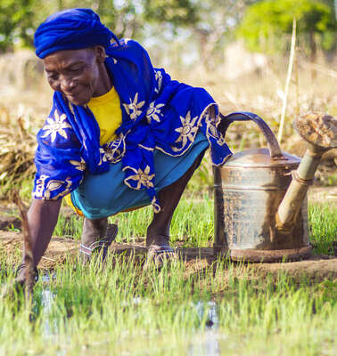 Eine Frau in blauer Kleidung hockt auf einem Feld und kümmert sich um junge Pflanzen. Neben ihr stehen zwei Gießkannen aus Metall. 