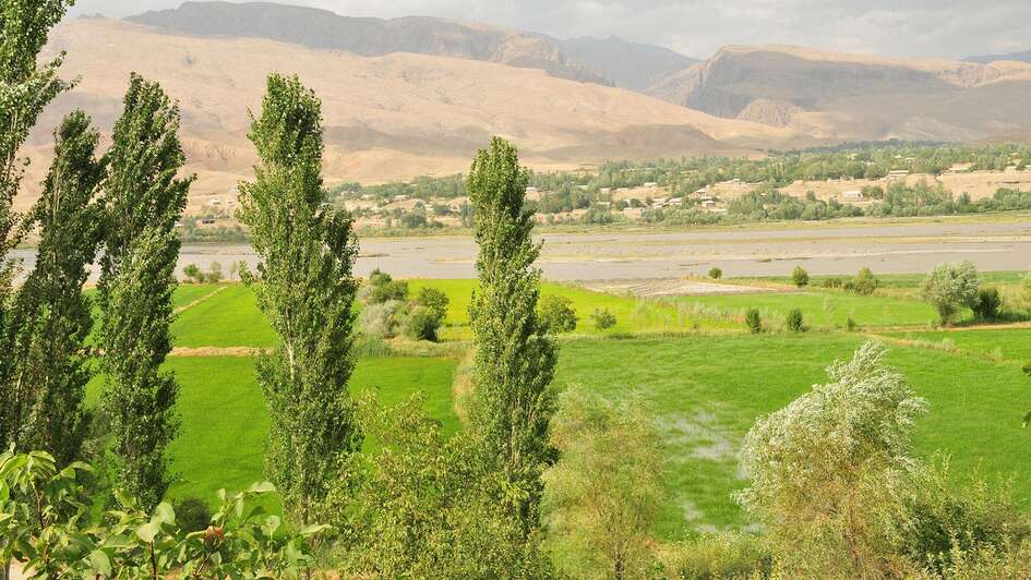 Forest in Tajikistan.