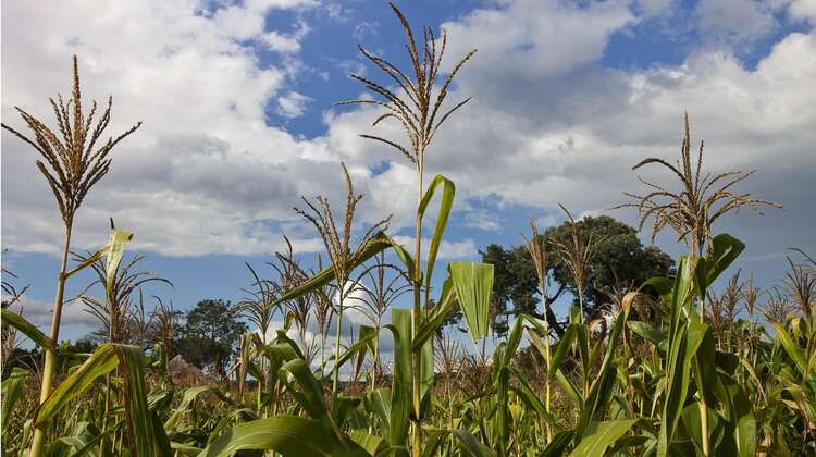 A corn field