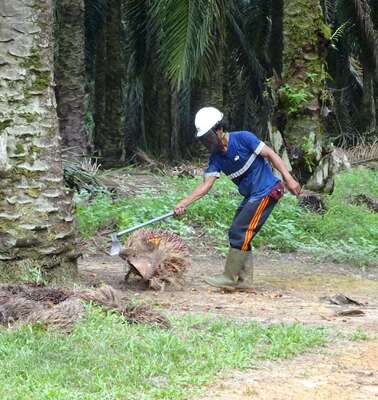 Ein Arbeiter auf einer Plantage bearbeitet mit einer Axt Teile einer Pflanze.