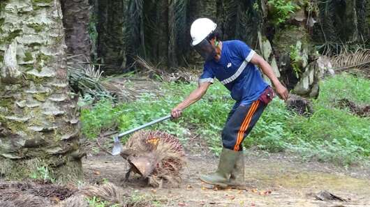 Ein Arbeiter auf einer Plantage bearbeitet mit einer Axt Teile einer Pflanze.
