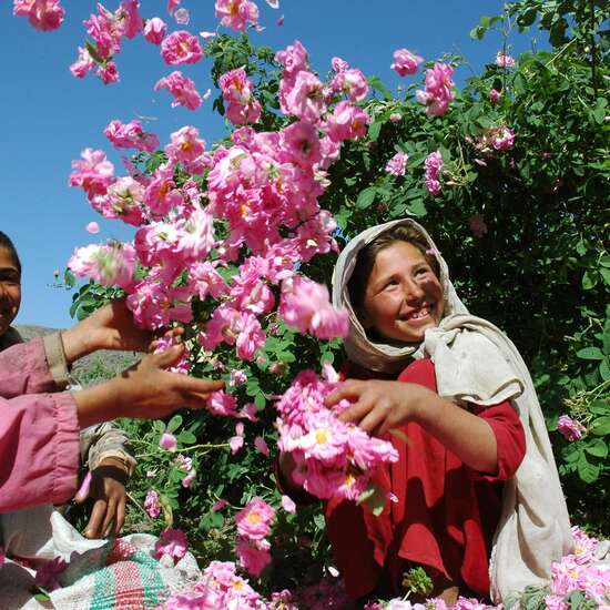 Three children playing with rose blossoms. 