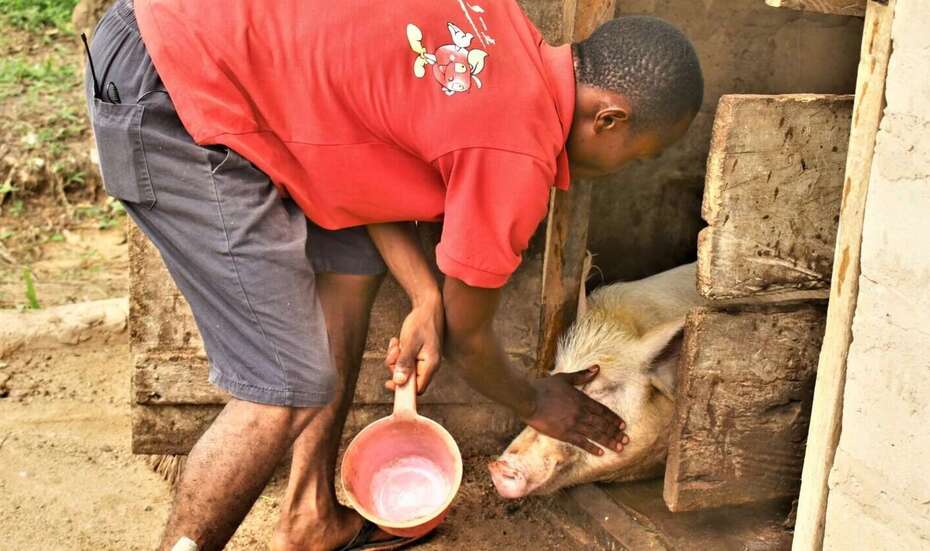 Man takes care of one of his pigs