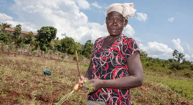 Eine Frau bei der Karottenernte in Haiti.