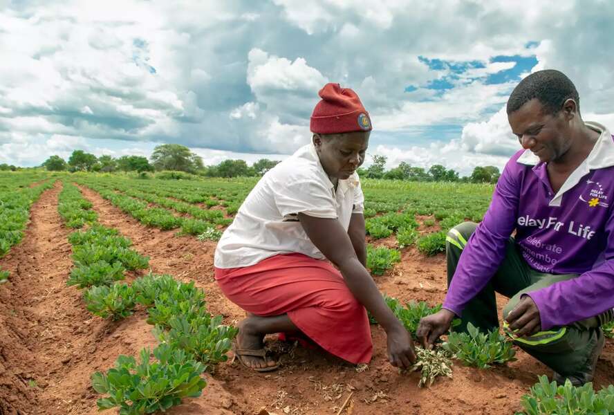 Ein Mann und eine Frau kümmern sich um Setzlinge auf einem Feld