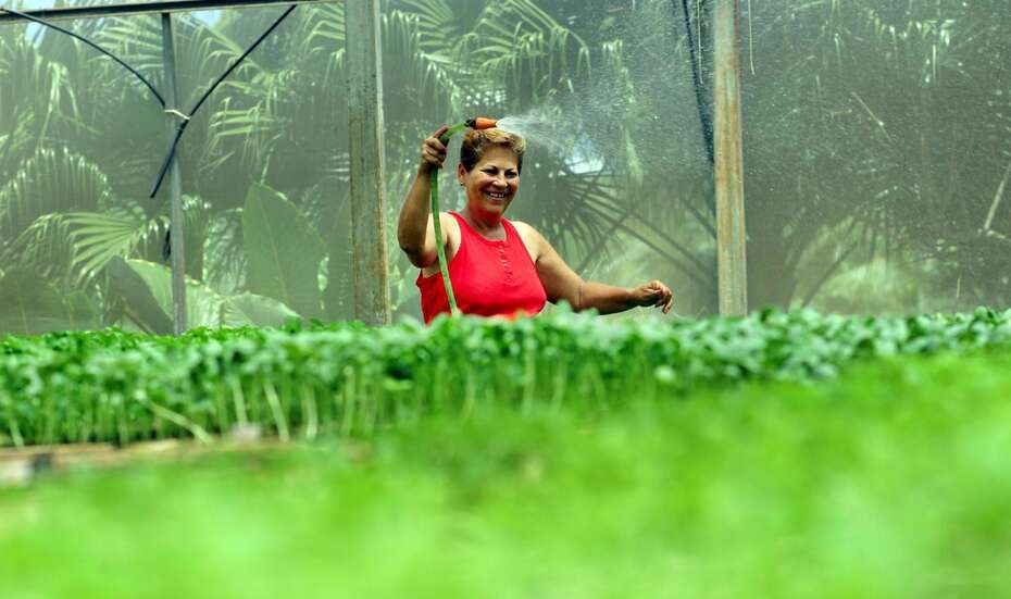 A woman is watering the plantations.