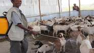 In special Welthungerhilfe courses, herders learn how to look after their livestock. Here, a man is disinfecting goats.