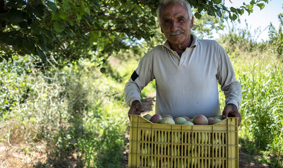 Ein älterer Mann steht mit einem Korb voller Äpfel vor einem grünen Feld und lächelt in die Kamera.