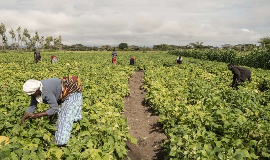 Kenianische Bäuerinnen ernten Bohnen.