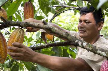 Cocoa harvest