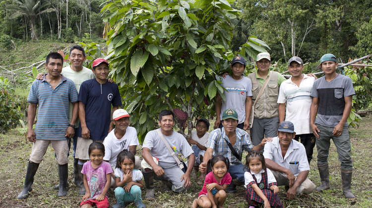 A cocoa farm in Peru. A cocoa farm in Peru.