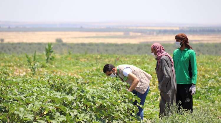 Harvest in Azaz, North Aleppo