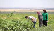 Harvest in Azaz, North Aleppo