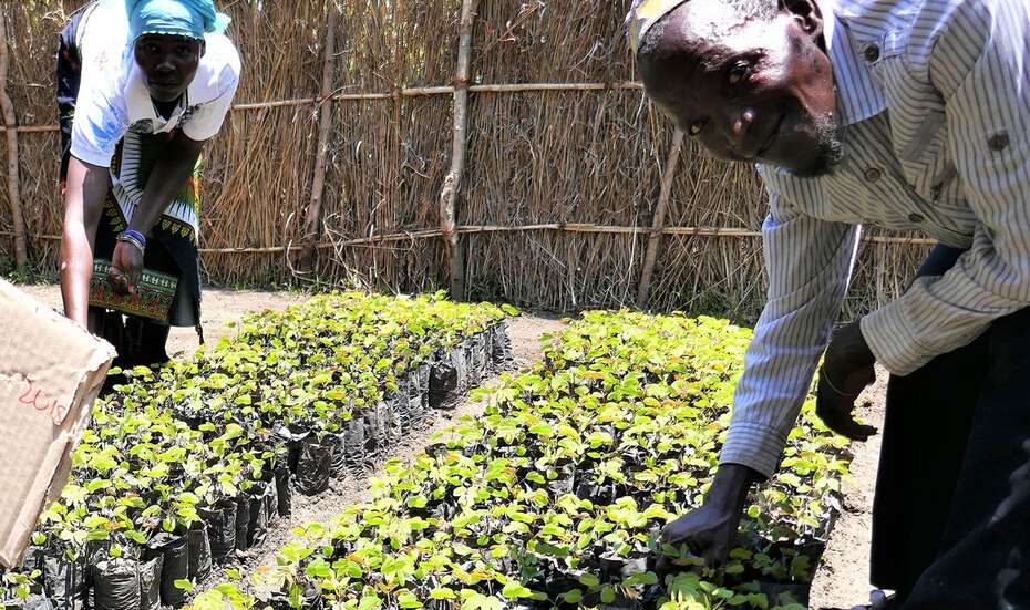 Manemba Taim in a tree nursery in Chilipa, Malawi