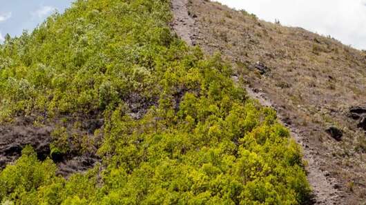 Regenwaldabholzung in Haiti, 2019. 