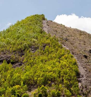 Regenwaldabholzung in Haiti, 2019. 
