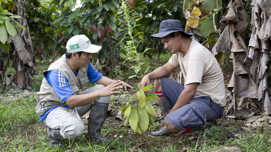 Organic cocoa cultivation in Peru
