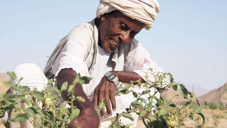 A man in a community garden