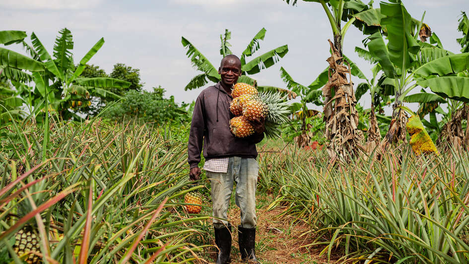 A farmer in Uganda harvesting pineapples, 2021.