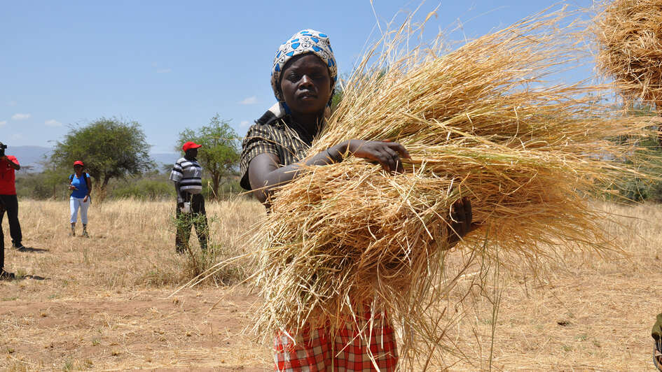 Heuernte in Kenia: Futter für die Kühe, 2016.