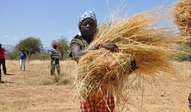 Heuernte in Kenia: Futter für die Kühe, 2016.