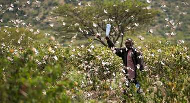 A man holding a plastic bottle in a field, surrounded by a large swarm of locusts