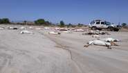 Dead cattle lying on a road in the Aro Waren area