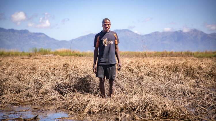A man standing in a destroyed maize field