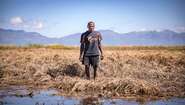 A man standing in a destroyed maize field