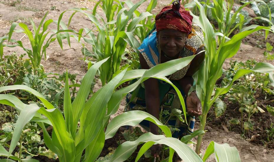 A woman harvesting corn in Burkina Faso.